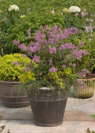 lilac Syringa Bloomerang &#39;Purple&#39;