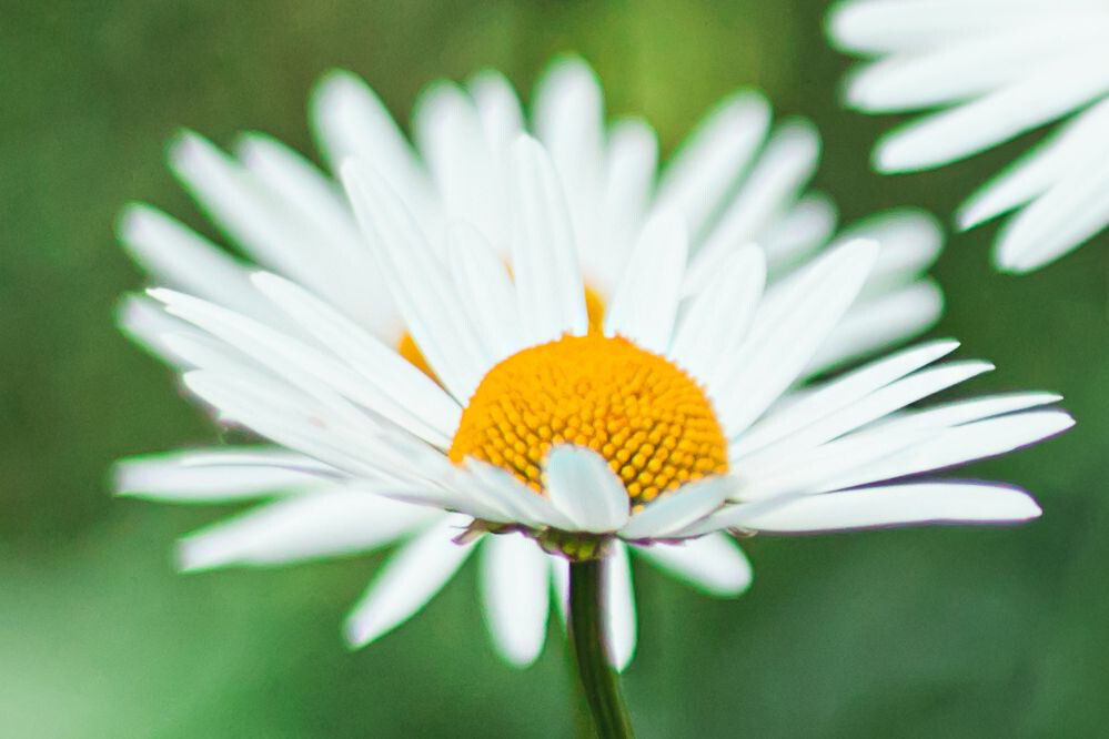 Daisy Leucanthemum Superbum - &#39;Becky&#39; 1 gal