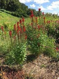 Cardinal flower Lobelia Cardinalis 1 Gallon