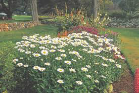Daisy Leucanthemum Superbum - &#39;Becky&#39; 1 gal
