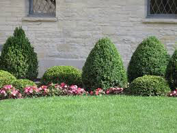 boxwood Buxus &#39;Cranberry Creek&#39;