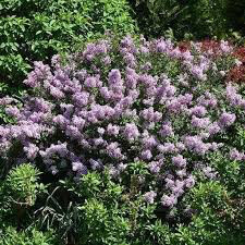 lilac Syringa Bloomerang &#39;Purple&#39;