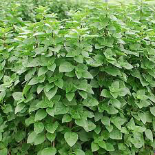 Oregano Greek