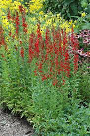 Cardinal flower Lobelia Cardinalis 1 Gallon