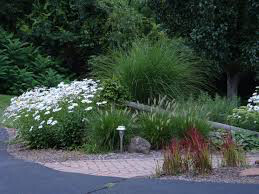 Daisy Leucanthemum Superbum - &#39;Becky&#39; 1 gal