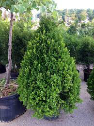 boxwood Buxus &#39;Cranberry Creek&#39;
