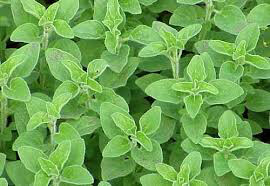 Oregano Greek