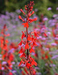 Cardinal flower Lobelia Cardinalis 1 Gallon