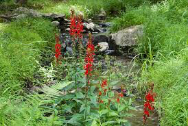 Cardinal flower Lobelia Cardinalis 1 Gallon