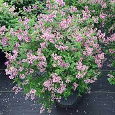 lilac Syringa Bloomerang &#39;Purple&#39;
