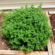 Oregano Greek