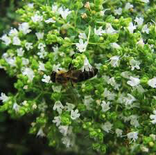 Oregano Greek