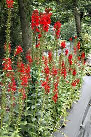 Cardinal flower Lobelia Cardinalis 1 Gallon