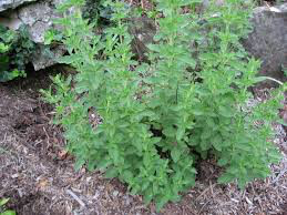 Oregano Greek