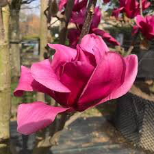 Magnolia &#39;Black Tulip&#39;