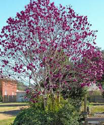 Magnolia &#39;Black Tulip&#39;