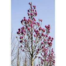 Magnolia &#39;Black Tulip&#39;