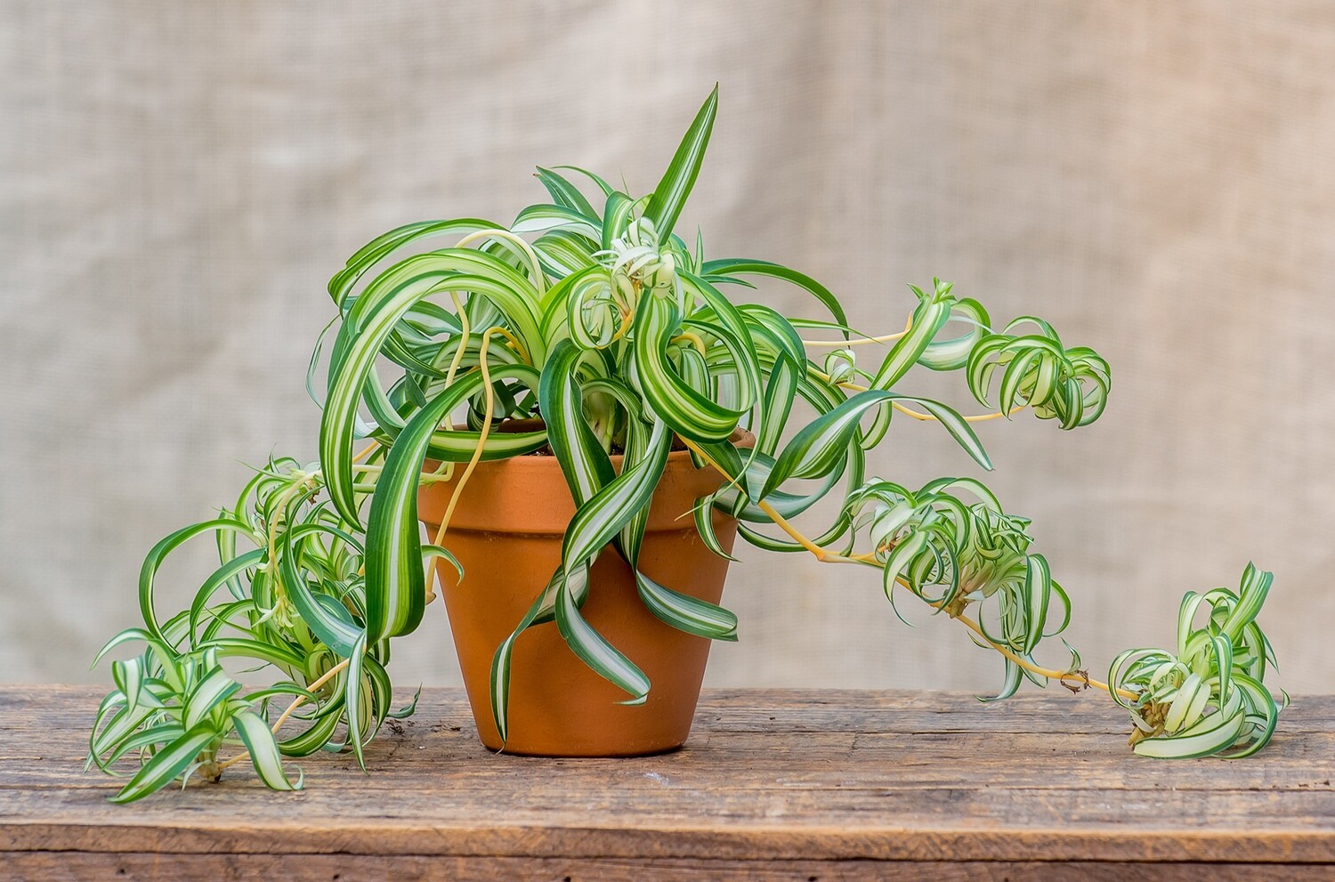 Spider Plant Curly