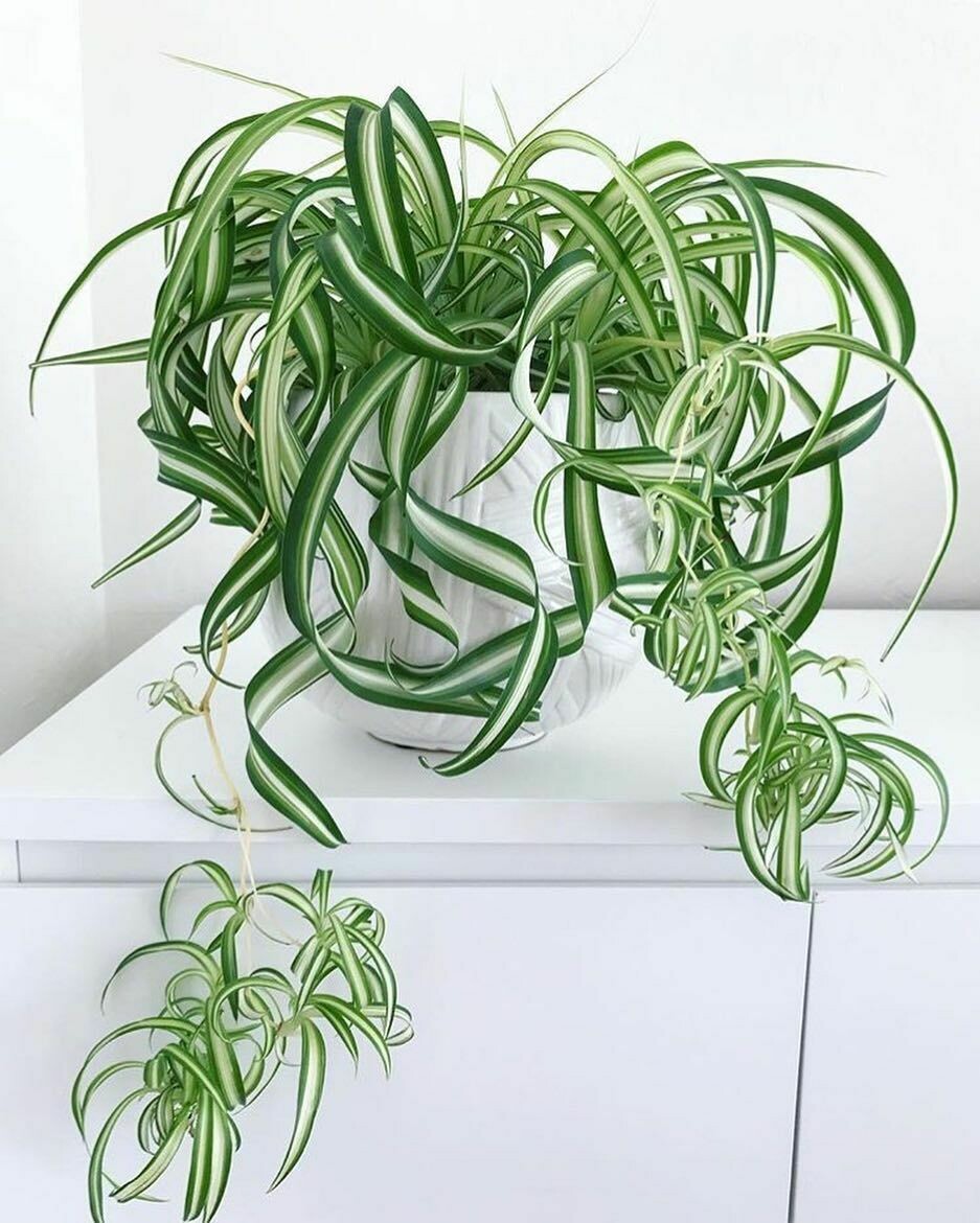 Spider Plant Curly