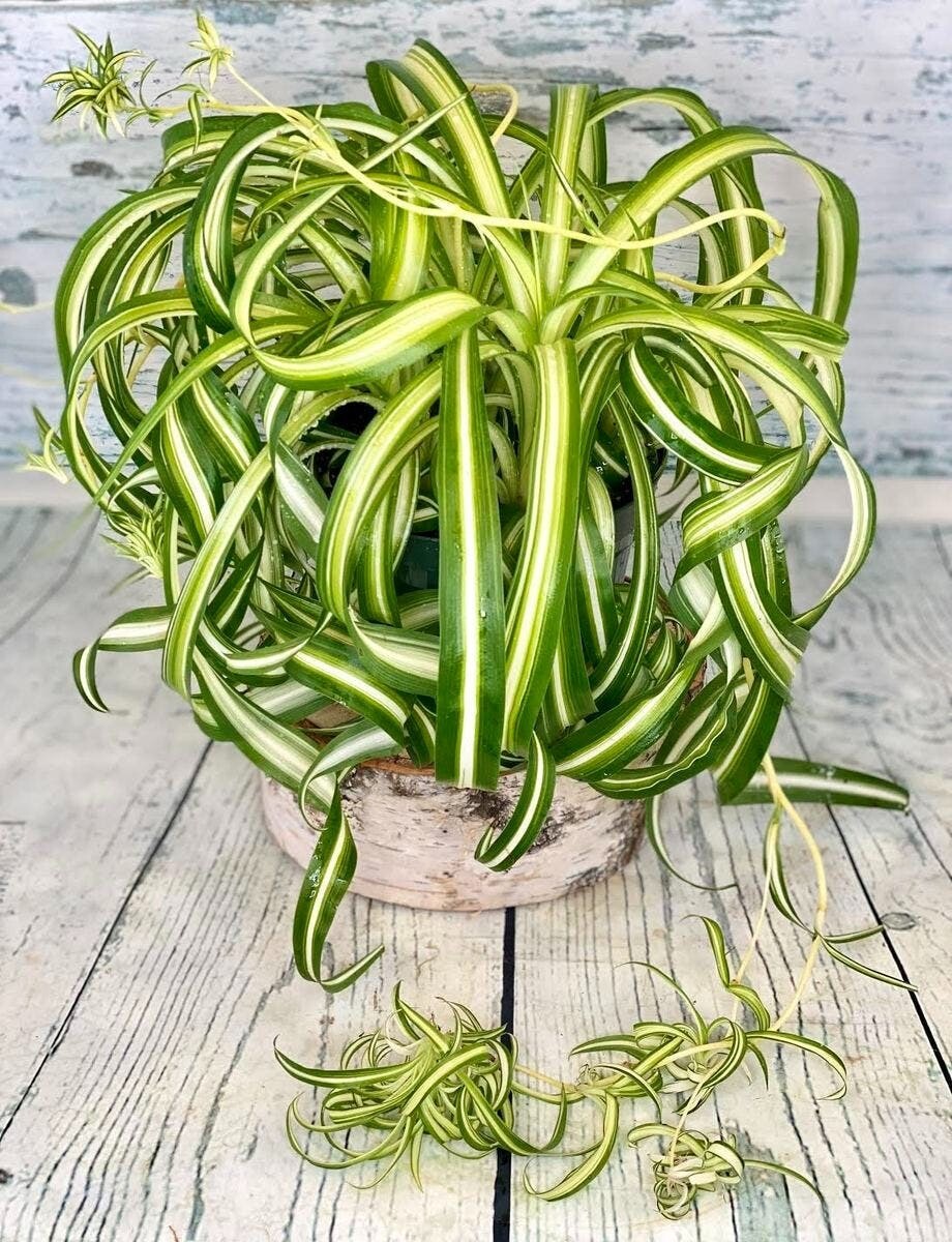 Spider Plant Curly
