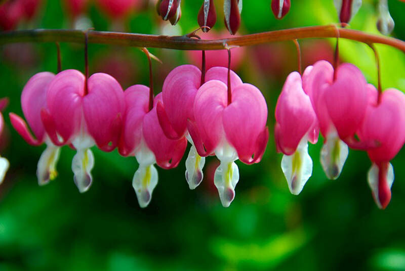 Dicentra Spectabilis Bleeding Heart