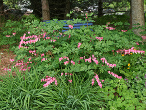 Dicentra Spectabilis Bleeding Heart