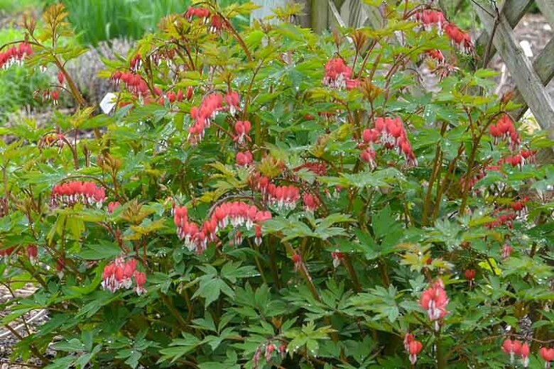 Dicentra Spectabilis Bleeding Heart