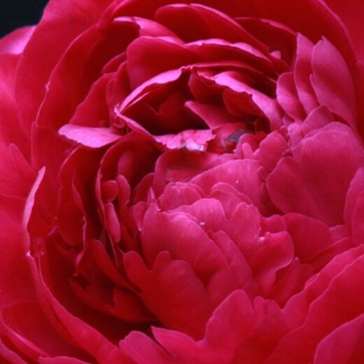 Peony Kansas 3 gal.