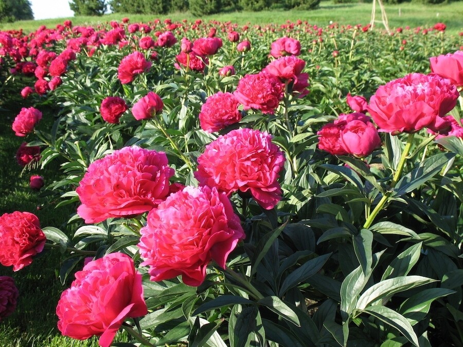 Peony Kansas 3 gal.