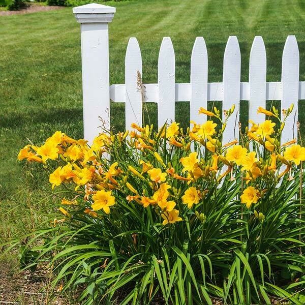 Daylily Hemerocallis &#39;Stella d&#39;Oro&#39; Yellow