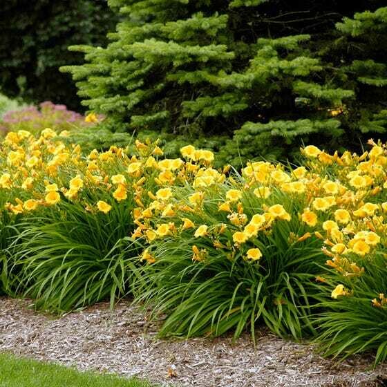 Daylily Hemerocallis &#39;Stella d&#39;Oro&#39; Yellow