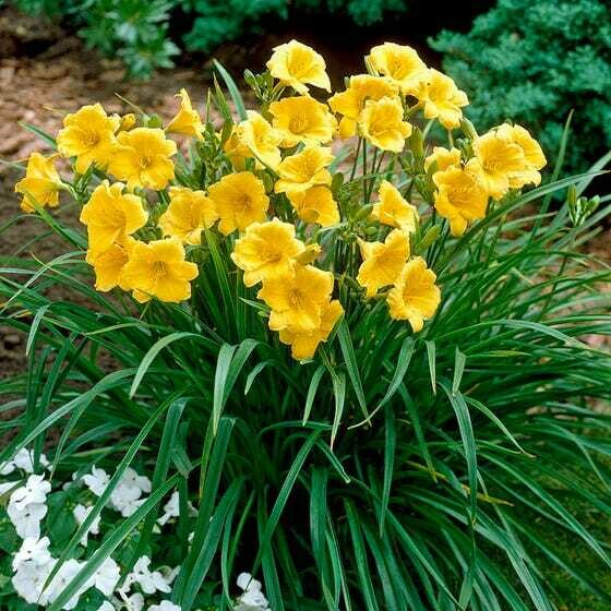 Daylily Hemerocallis &#39;Stella d&#39;Oro&#39; Yellow