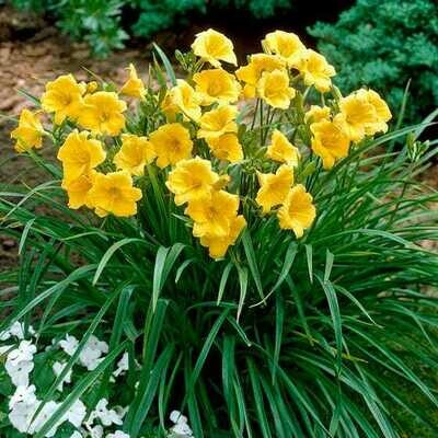 Daylily Hemerocallis &#39;Stella d&#39;Oro&#39; Yellow