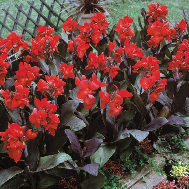 Canna Bronze Leaf 1 gal.