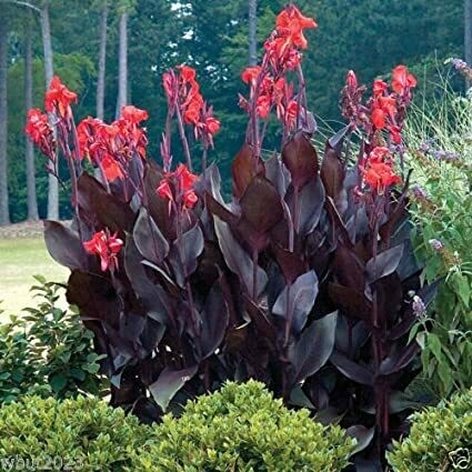 Canna Bronze Leaf 1 gal.