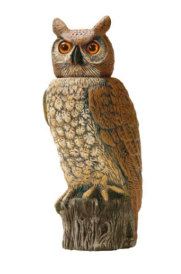 Action Owl