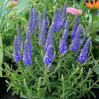Veronica &#39;Royal Candles&#39; 2 Gallon