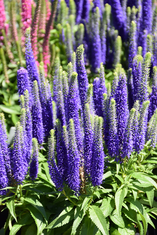 Veronica &#39;Royal Candles&#39; 2 Gallon