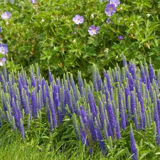 Veronica &#39;Royal Candles&#39; 2 Gallon