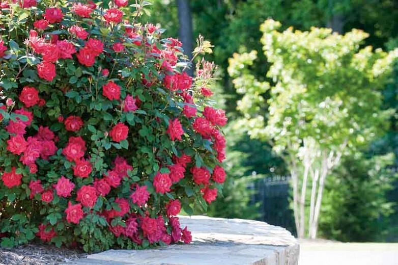 Rosa &#39;Double Knock Out&#39;