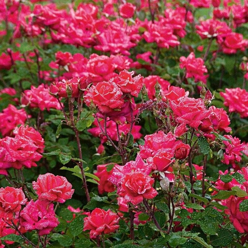 Rosa &#39;Double Knock Out&#39;