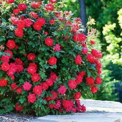 Rosa 'Double Knock Out'