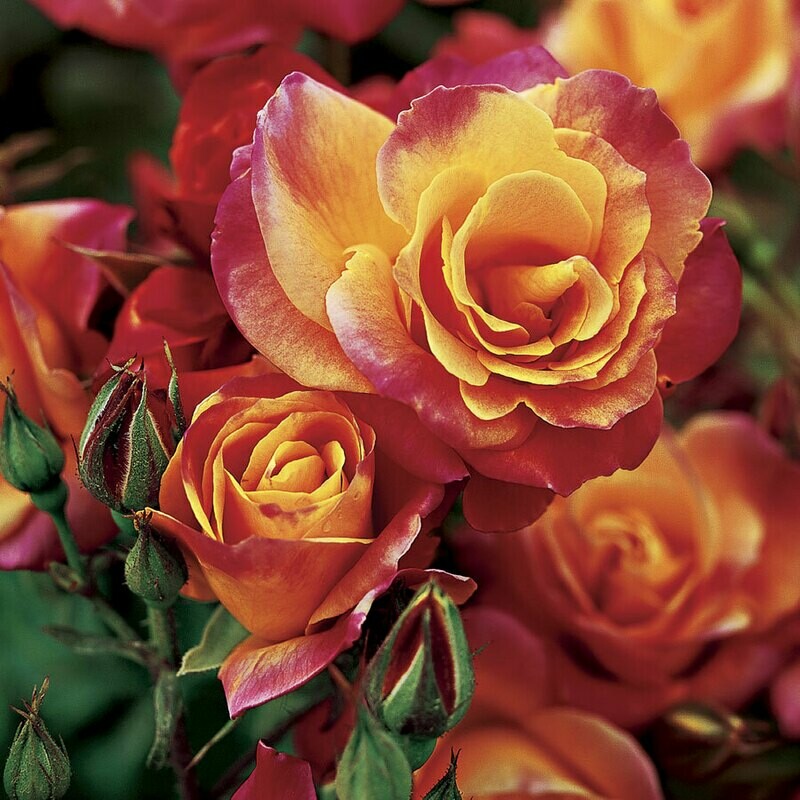 Rosa &#39;Joseph&#39;s Coat&#39; - Climbing 3 gal.