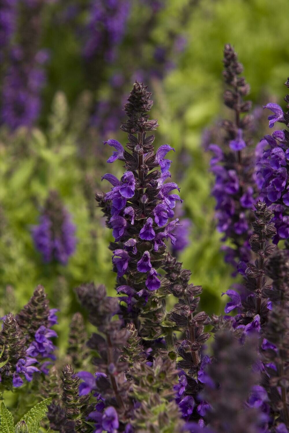 Sage Marcus Meadow  1 Gallon