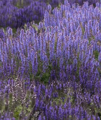 Sage Marcus Meadow  1 Gallon