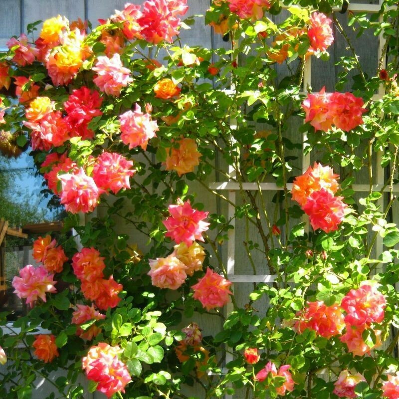 Rosa &#39;Joseph&#39;s Coat&#39; - Climbing 3 gal.