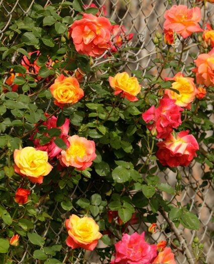 Rosa 'Joseph's Coat' - Climbing 3 gal.