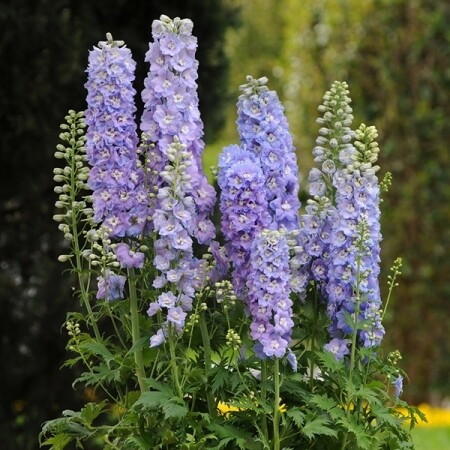 Delphinium &#39;Guardian Lavender&quot; 2 Gallon