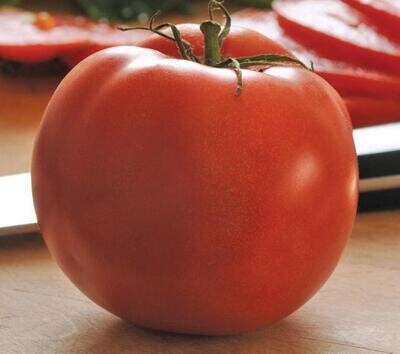 Tomato &#39;Homeslice&#39; (Slicer) 3 gal