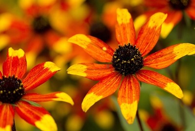 Coneflower Rudbeckia triloba &#39;Prairie Glow&#39; 2 gal